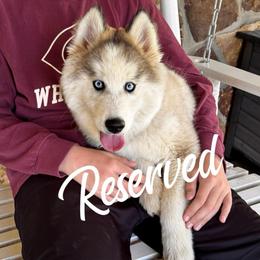 Breezy - Wolf sable male Pomsky puppy in Venus, Pennsylvania from Hemlock Pines Pomsky