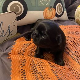 Kiki - Black female Shih Tzu puppy in Wyoming, Michigan from Shih Tzu Shenanigans