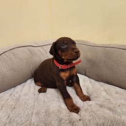 Red boy - Red and rust male Doberman Pinscher puppy in Leslie, Arkansas from Shakarri Irish Setters