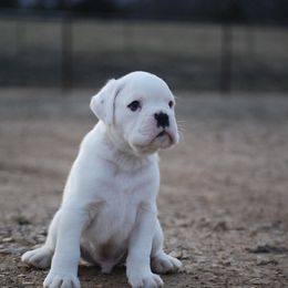 Boxer and Cane Corso Puppies from Soaring Royalty Canines LLC