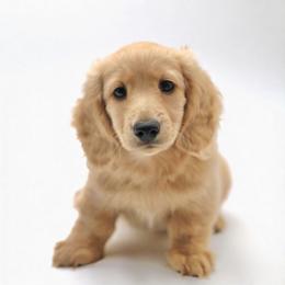 Yankee - Cream male Dachshund puppy in Denison, Texas from Rising Dawn Dachshunds