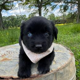 Storm - Black & white male Australian Shepherd puppy in Newton, Mississippi from Bright Star Aussies