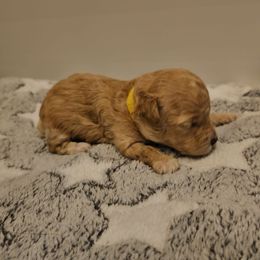 Honey-Bell - Apricot female Poodle puppy in Mapleton, Utah from Caboodles Of Poodles