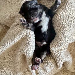 Nick - Salt and pepper male Miniature Schnauzer puppy in Crestview, Florida from 850Schnauzers