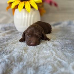 Paddy - Chocolate and tan female Dachshund puppy in Indianapolis, Indiana from Homegrown Hoosier Kennels