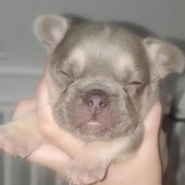 French Bulldogs from Paige's French Bulldogs