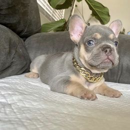 French Bulldog Puppies from House of Imports Frenchies