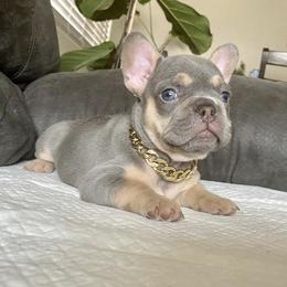 French Bulldog Puppies from House of Imports Frenchies