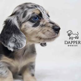 Galaxy - Dapple female Dachshund puppy in Zephyrhills, Florida from Dapper Doxies