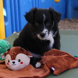 Uno - Black & white male Australian Shepherd puppy in Phoenix, Arizona from Rockin' Diamond T Ranch Australian Shepherds