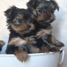 Yorkshire Terrier Puppies from Pretty Li'l Yorkies