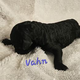 Vahn - Black male Goldendoodle puppy in Kansas City, Missouri from Poppy's Doodles