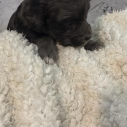 Solo - Merle male Goldendoodle puppy in Waynesboro, Virginia from Forest Creek Kennel