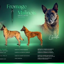 Belgian Malinois puppies from Fromage Malinois