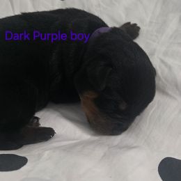 Dark purple - Black and mahogany male Rottweiler puppy in Lebanon, Oregon from SOUTH SANTIAM ROTTWEILERS