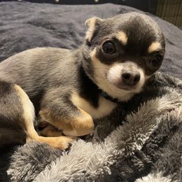 Talkie - Chihuahua