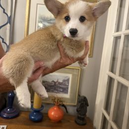 Girl 1 - White and red female Pembroke Welsh Corgi puppy in Ridgeland, South Carolina from FOF Lowcountry Corgis