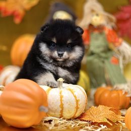 Bandit - Black and tan male Pomeranian puppy in Stockton, California from Pommiepalace
