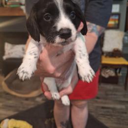 Winston - Piebald male Dachshund puppy in Gordon, Georgia from Long Dogs Yellow Farm