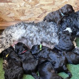 Portuguese Water Dog Puppies from Yellowstone Porties