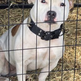 Gia - Staffordshire Bull Terrier