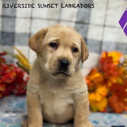 Dark purple collar - Yellow female Labrador Retriever puppy in Beaverdam, Virginia from Riverside Sunset Labrador Retrievers