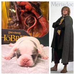 Meriadoc Brandybuck - Fawn and white male French Bulldog puppy in Denver, Colorado from Mecham Family kennels -MechamFrenchies