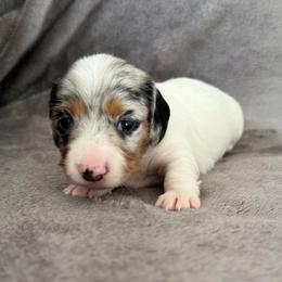 Hades - Dapple male Dachshund puppy in Rogers, Arkansas from Mini Paws Over the Moon Dachshunds