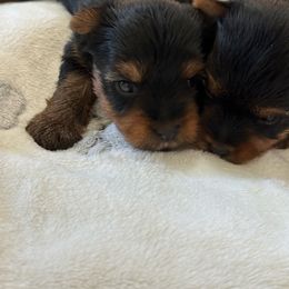 Girl 1 - Black and tan female Yorkshire Terrier puppy in Livermore, California from Ruben & Tatiana’s Yorkshire Terriers