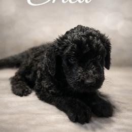 Erica Sinclair - Black female Bernedoodle puppy in Bennett, Colorado from Darling Paws, LLC