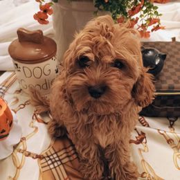 Buddy - Red male Cavapoo puppy in Fairmont, West Virginia from Manoka's Honeybee