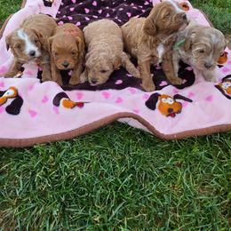 Cavapoo puppies from Just Doodling Dogs