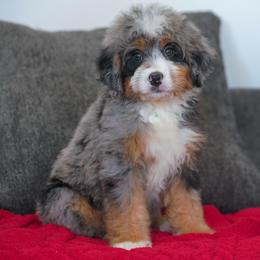 Kia - Merle female Bernedoodle puppy in Dundee, Ohio from Down Home Doodle