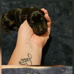 Dolly - Black and rust female Doberman Pinscher puppy in Mount Orab, Ohio from Heyne Kennels