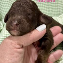 Havana - Brown female Poodle puppy in Carrollton, Georgia from Dande Poodles, LLC