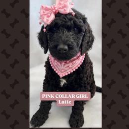Latte - Black female Goldendoodle puppy in Salem, Oregon from Capital Doodles