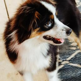 Toy Australian Shepherds from Emmy's Toy Aussies