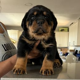 Rottweiler Puppies from Black Diamond Excellence rottweiler kennel