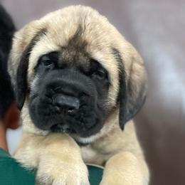 Girl 4 - Fawn female Mastiff puppy in Monterrey from Huereca Mastiff