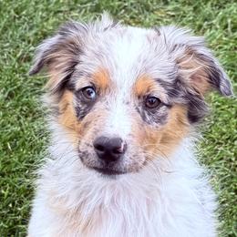 Miniature American Shepherds and Miniature Australian Shepherds from ShawnMarie Davis