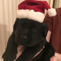 Labrador Retriever Puppies from Kingridge Kennels