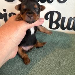 Genesis - Black and tan female Yorkshire Terrier puppy in Clermont, Florida from Bella's Prissy Butts