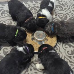 Newfoundland Black Female - Black female Newfoundland puppy in Burfordville, Missouri from Umfleet Farms