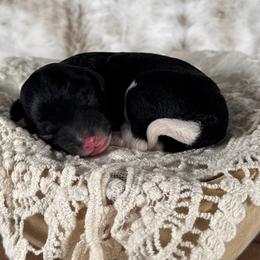 Poppy - Black female Goldendoodle puppy in Waterford, Michigan from Oh My Doodness!
