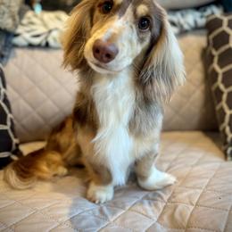 Benny - Dapple male Dachshund puppy in Cherry Valley, California from Sugar and Spice Dachshunds