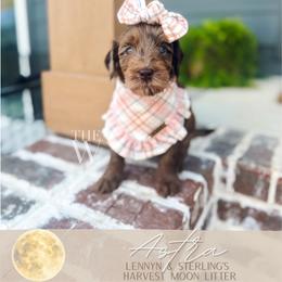 Astra - Merle female Goldendoodle puppy in Soddy Daisy, Tennessee from The W Doods