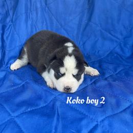 Koko boy 2 - Black and white male Siberian Husky puppy in Ocala, Florida from Florida Husky Puppies