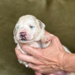 Coral - White and badger female Great Pyrenees puppy in San Diego, California from McCarthy Ranchette LLC