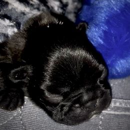 French Bulldog Puppies from Amanda Kreeft