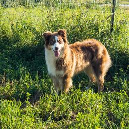 BB - Australian Shepherd